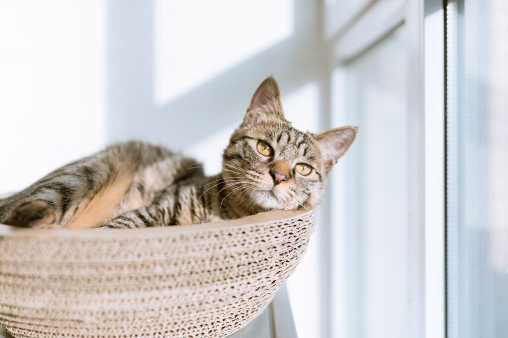 kitten litter training box