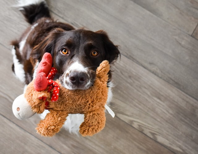 squeaky dog toys and interactive dog toys