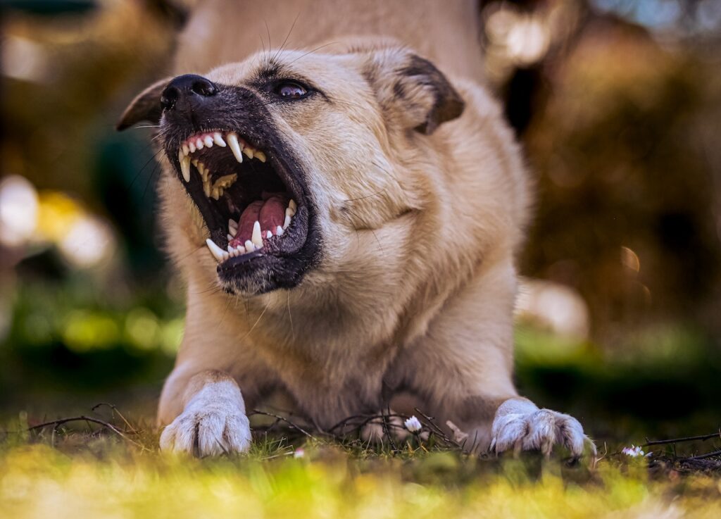 dog growling