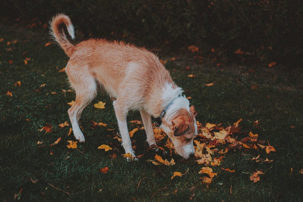 dog sniffing