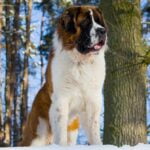 saint bernards