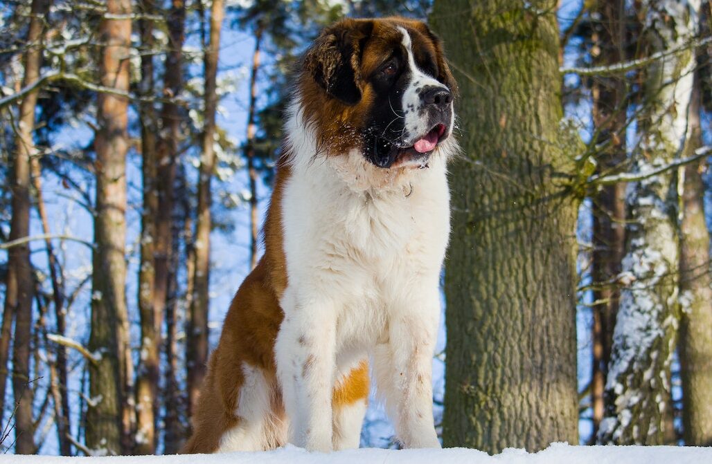 Everything You Need to Know About Saint Bernards